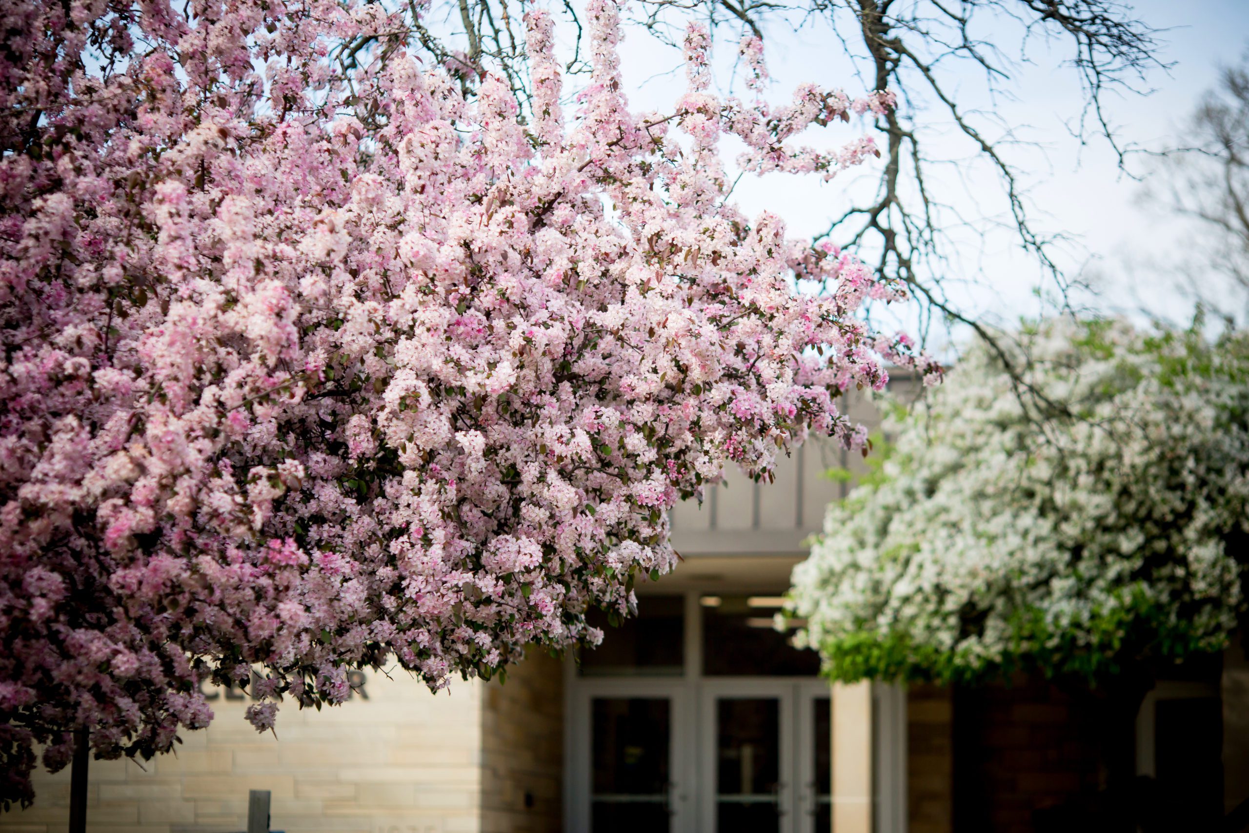 Blossoming tree on campus