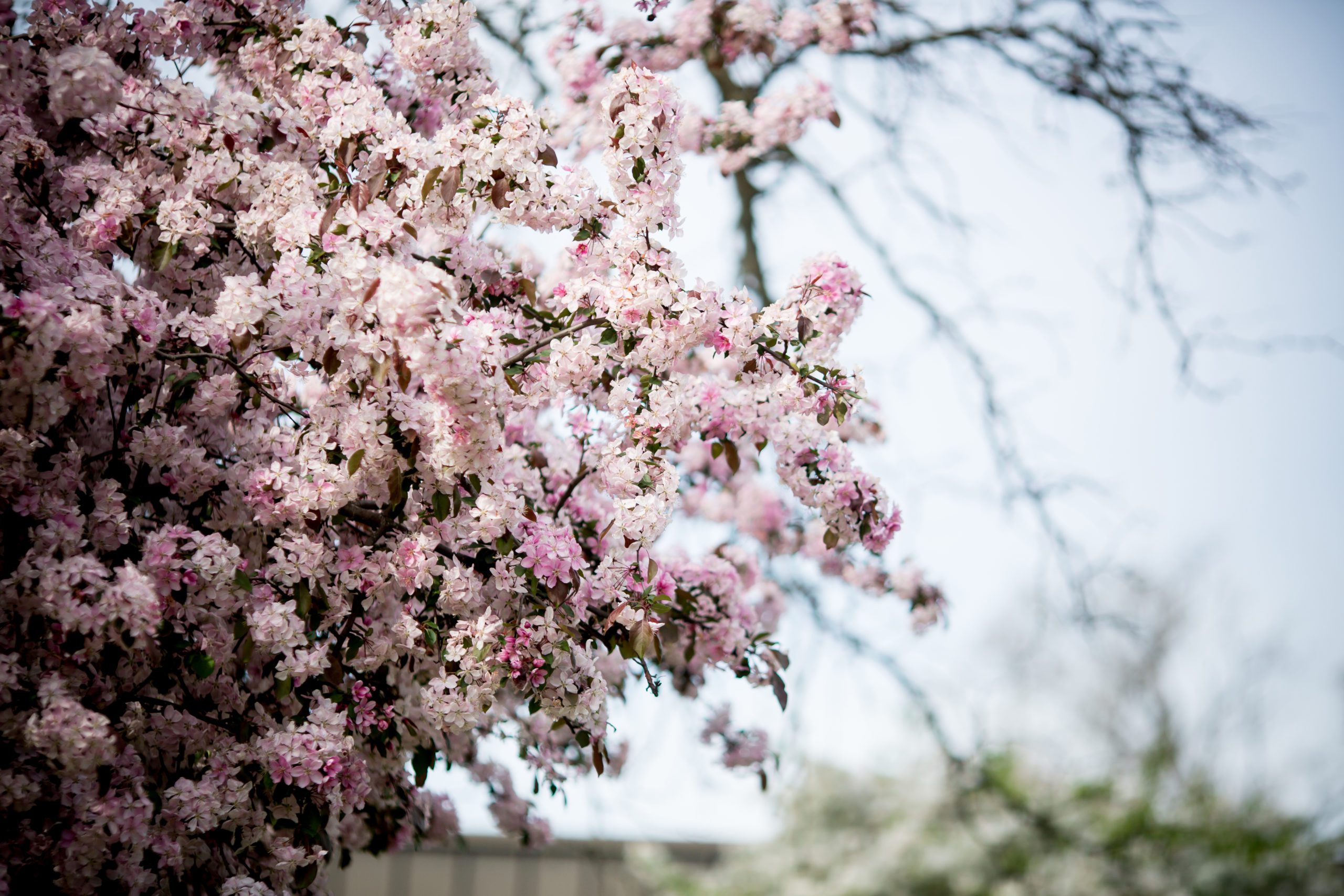 Blooming flowers on campus