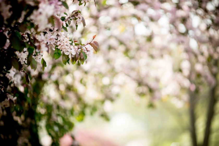 Closeup of flowers blooming on campus