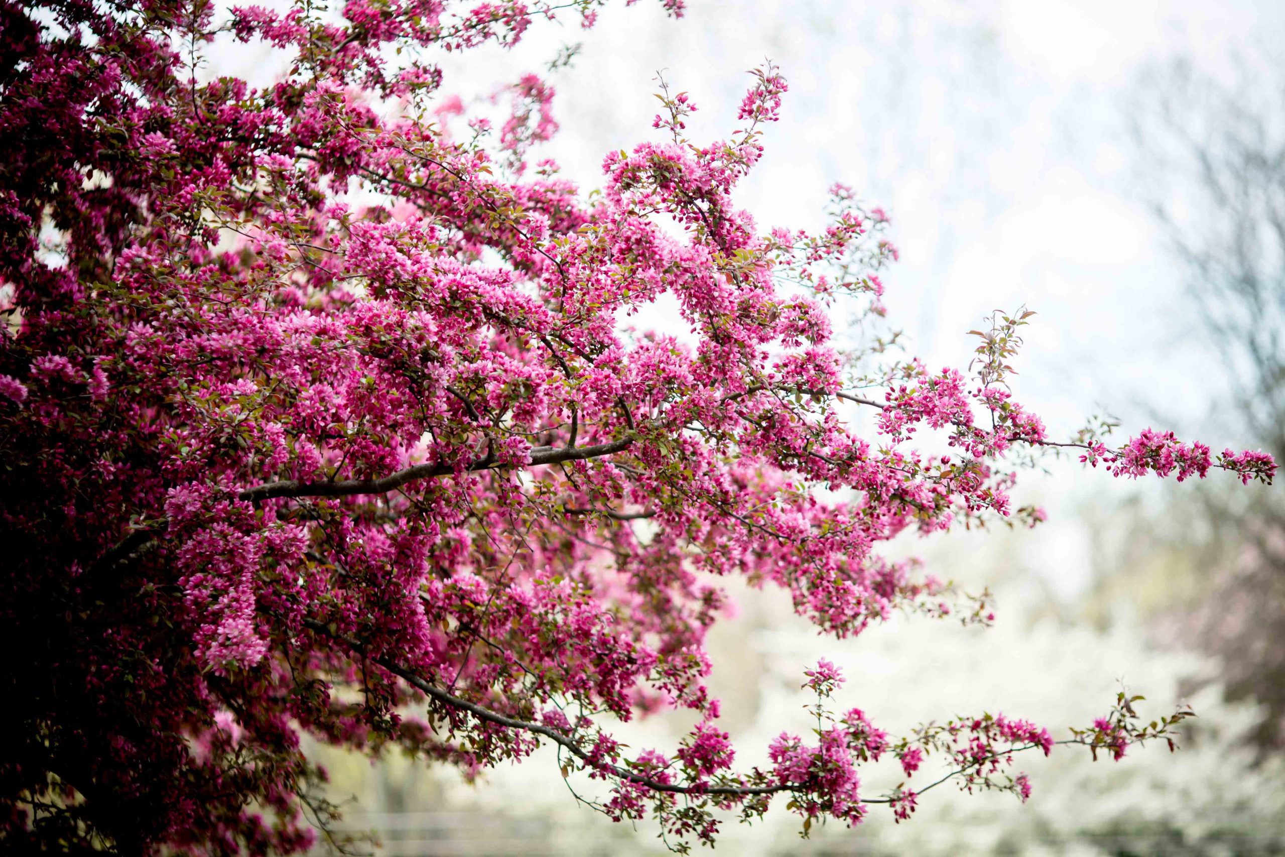 Tree Blossoming on campus