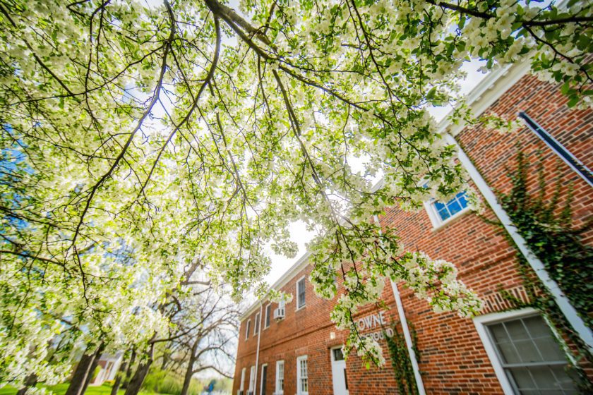 Blossoming tree on campus