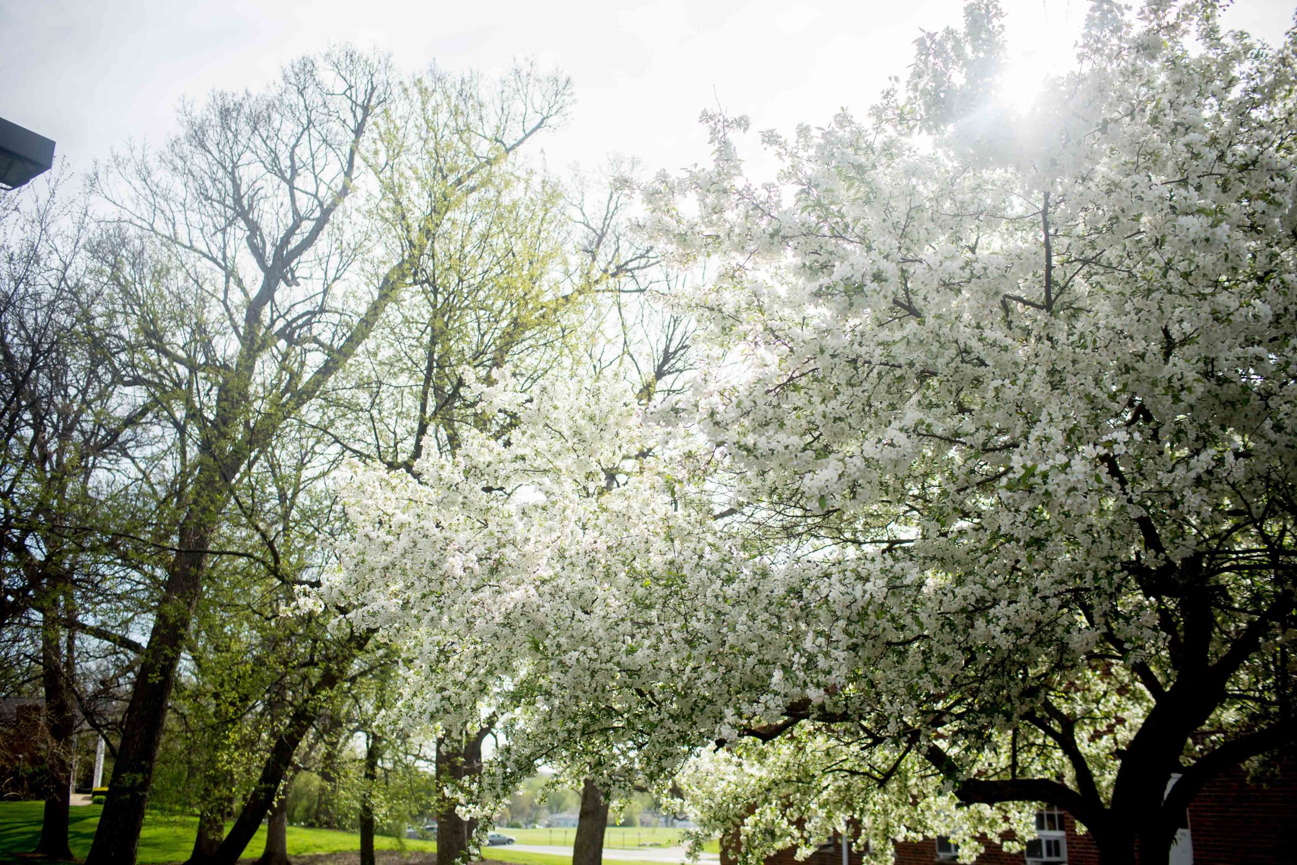 Trees blossoming on campus