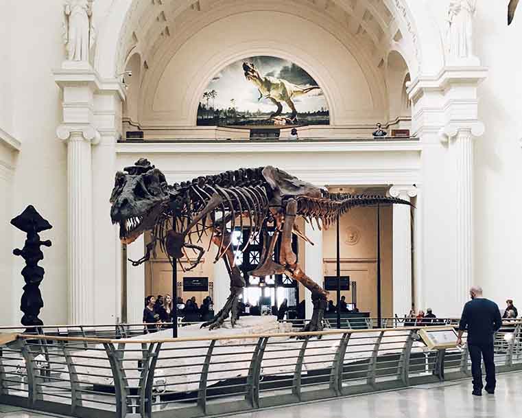 T-Rex-Skelton-Fossil